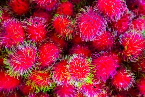 Bright pink colored momon fruit with green offshoots piled on type of each other.