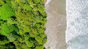 Arial view of green trees and water coming in from the beach