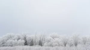 Snowscape of trees and grass with gray skies