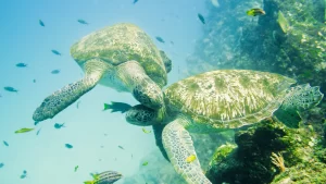two turtles bumping heads surrounded by fish